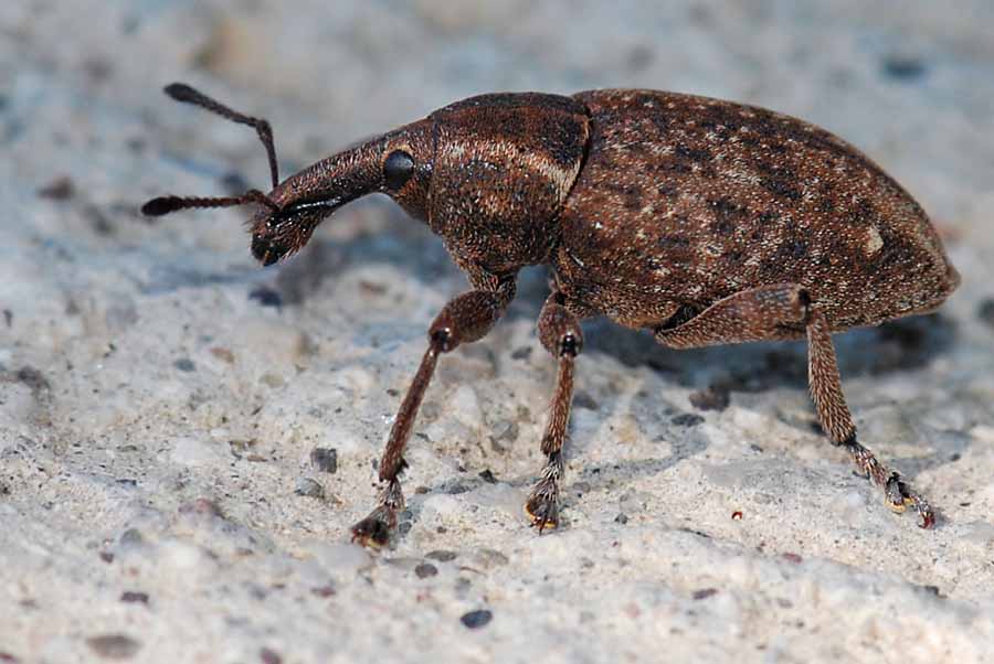 Curculionide: Lepyrus armatus